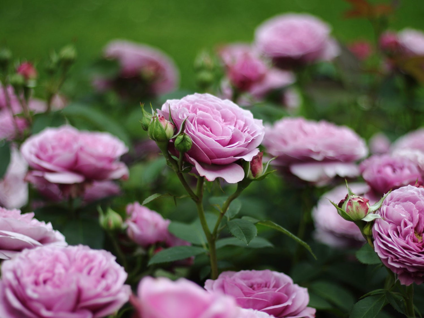 Rosa Lavender Ice