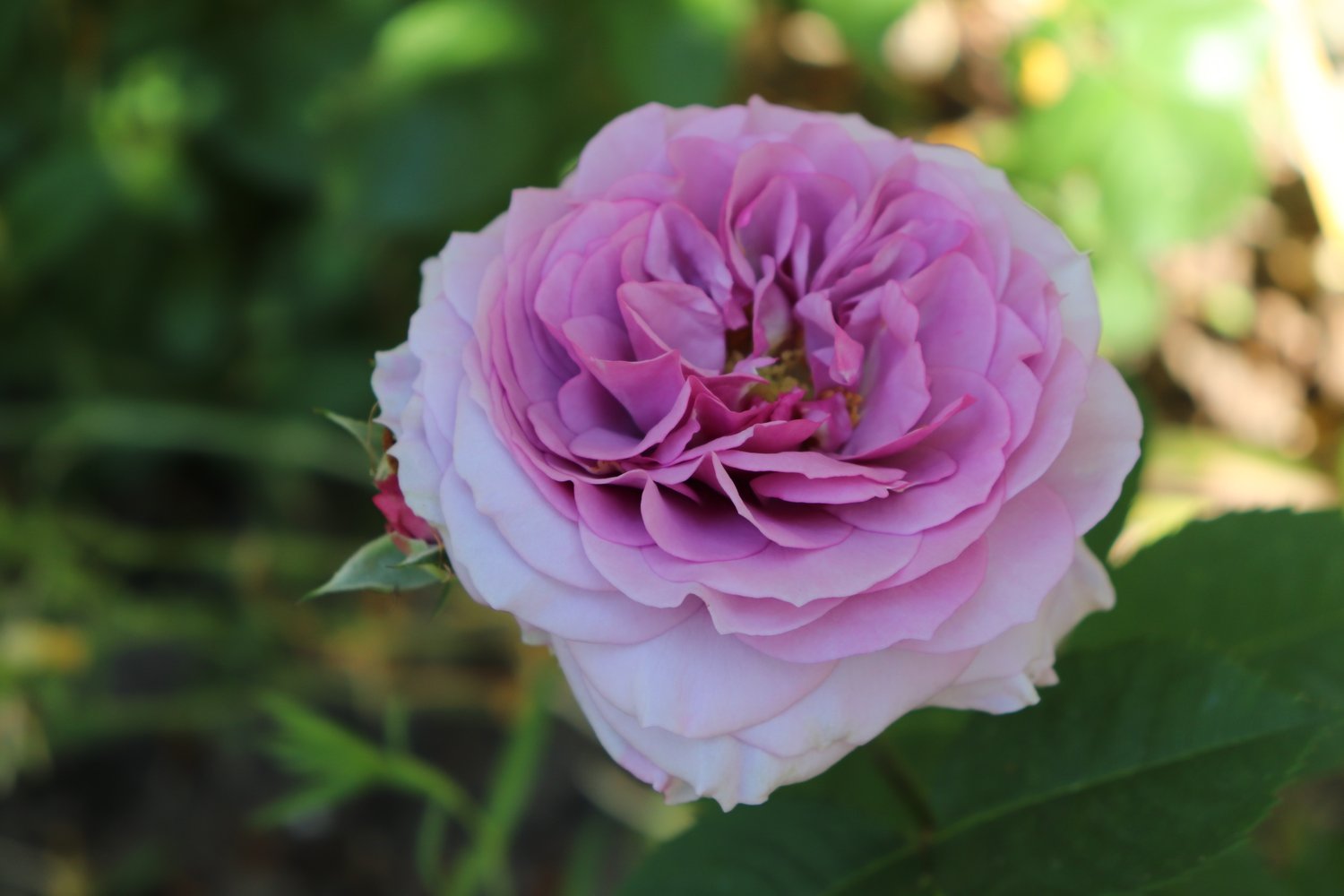 Rosa Lavender Ice