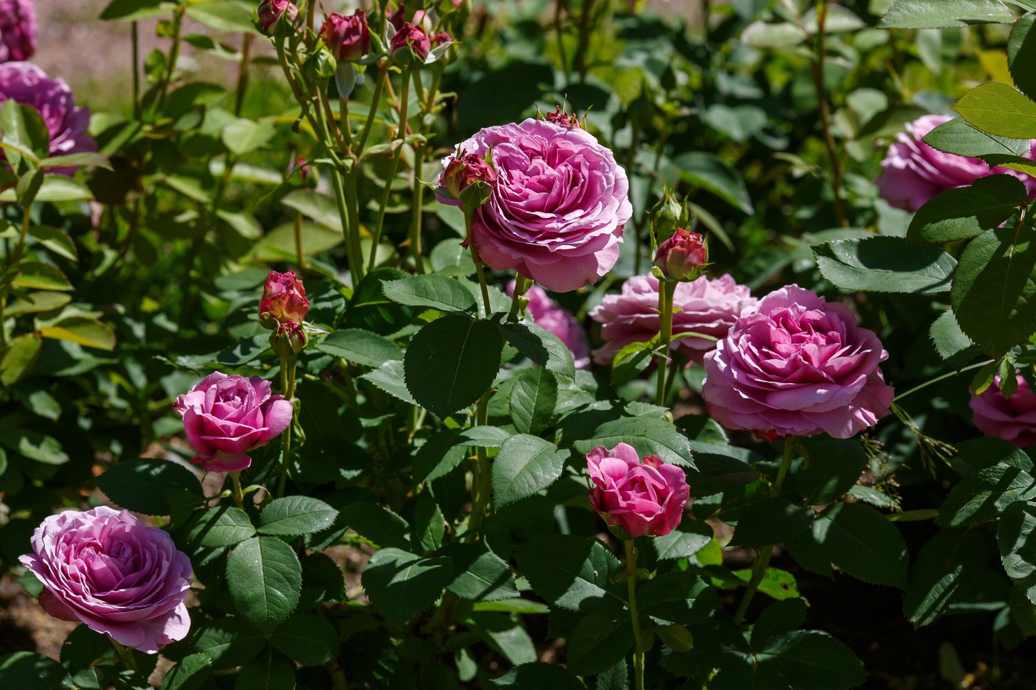Rosa Lavender Ice
