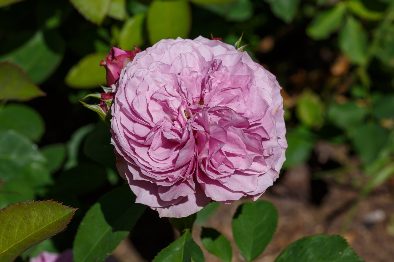 Rosa Lavender Ice