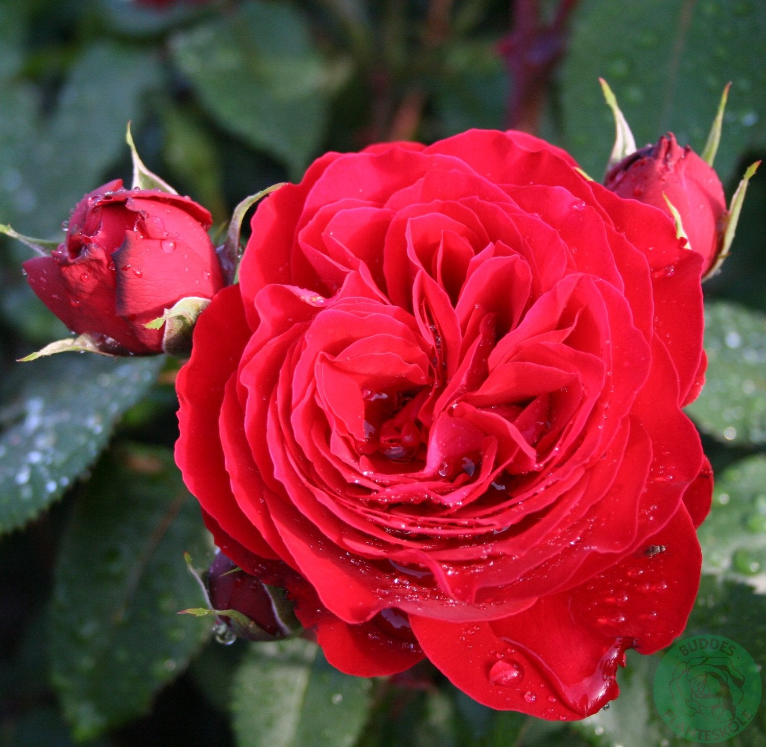 Rosa Look Good Feel Better