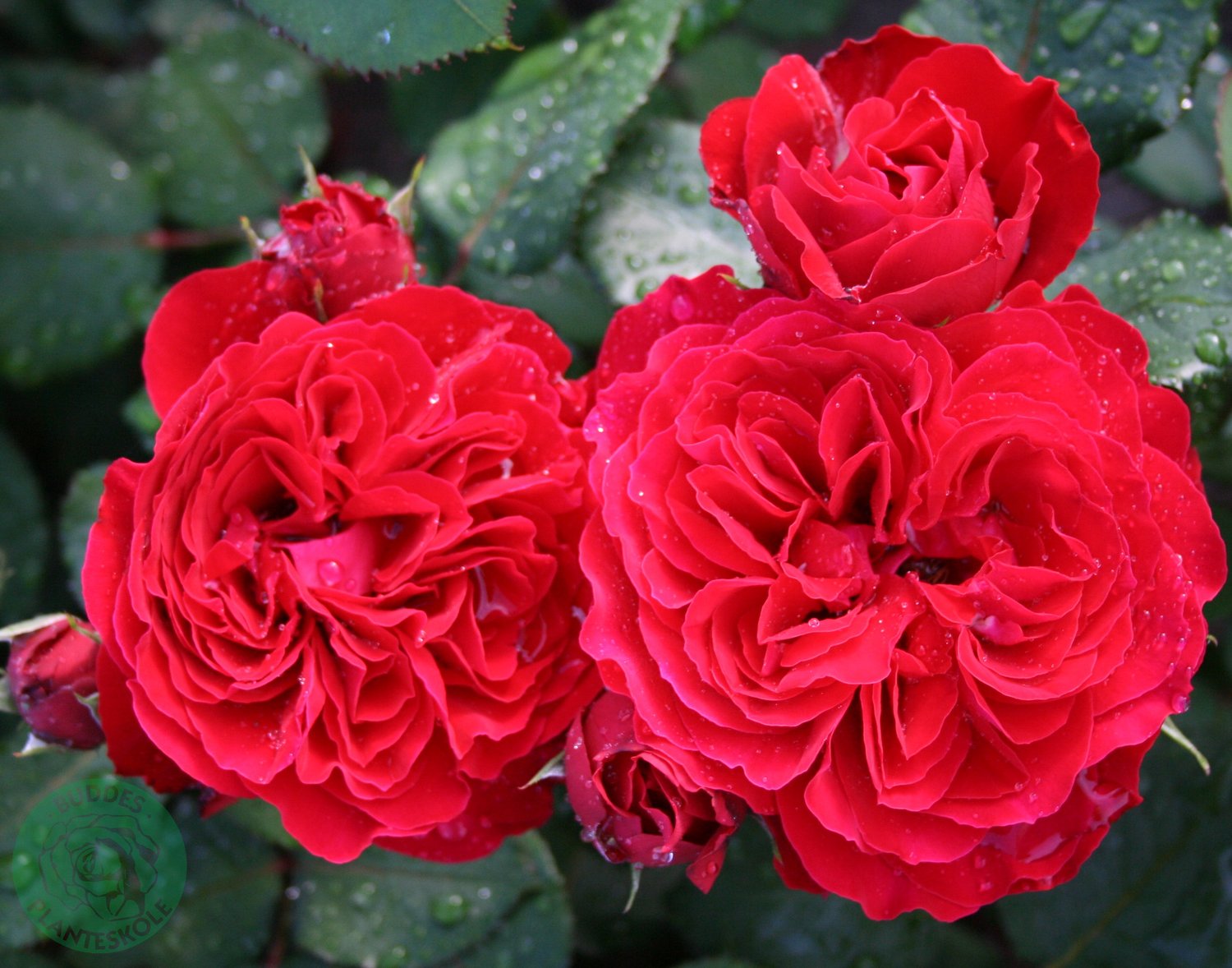 Rosa Look Good Feel Better