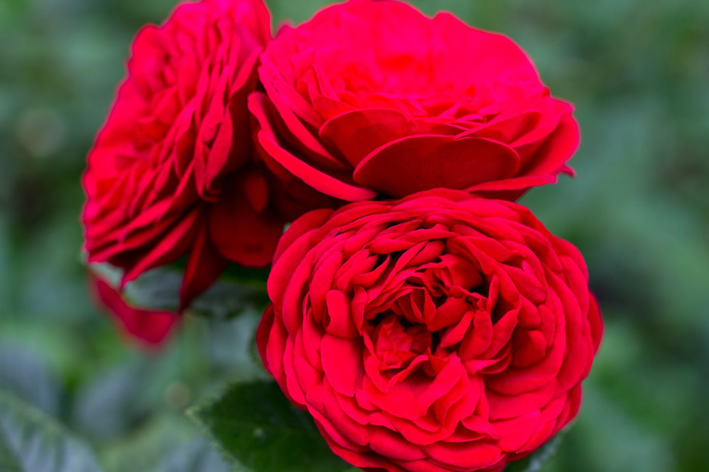 Rosa Look Good Feel Better