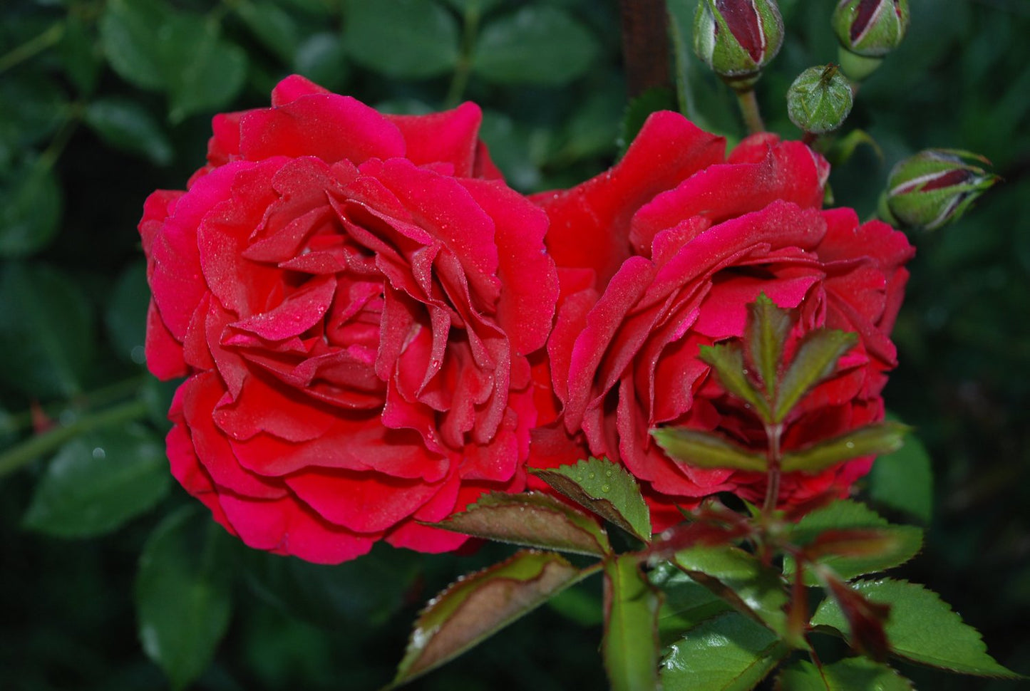 Rosa Look Good Feel Better
