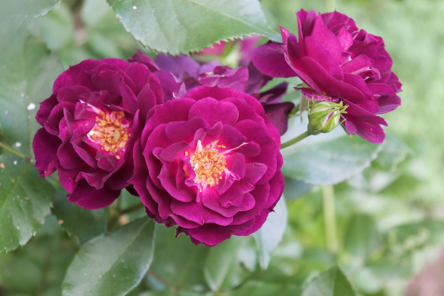 Rosa Midnight Blue