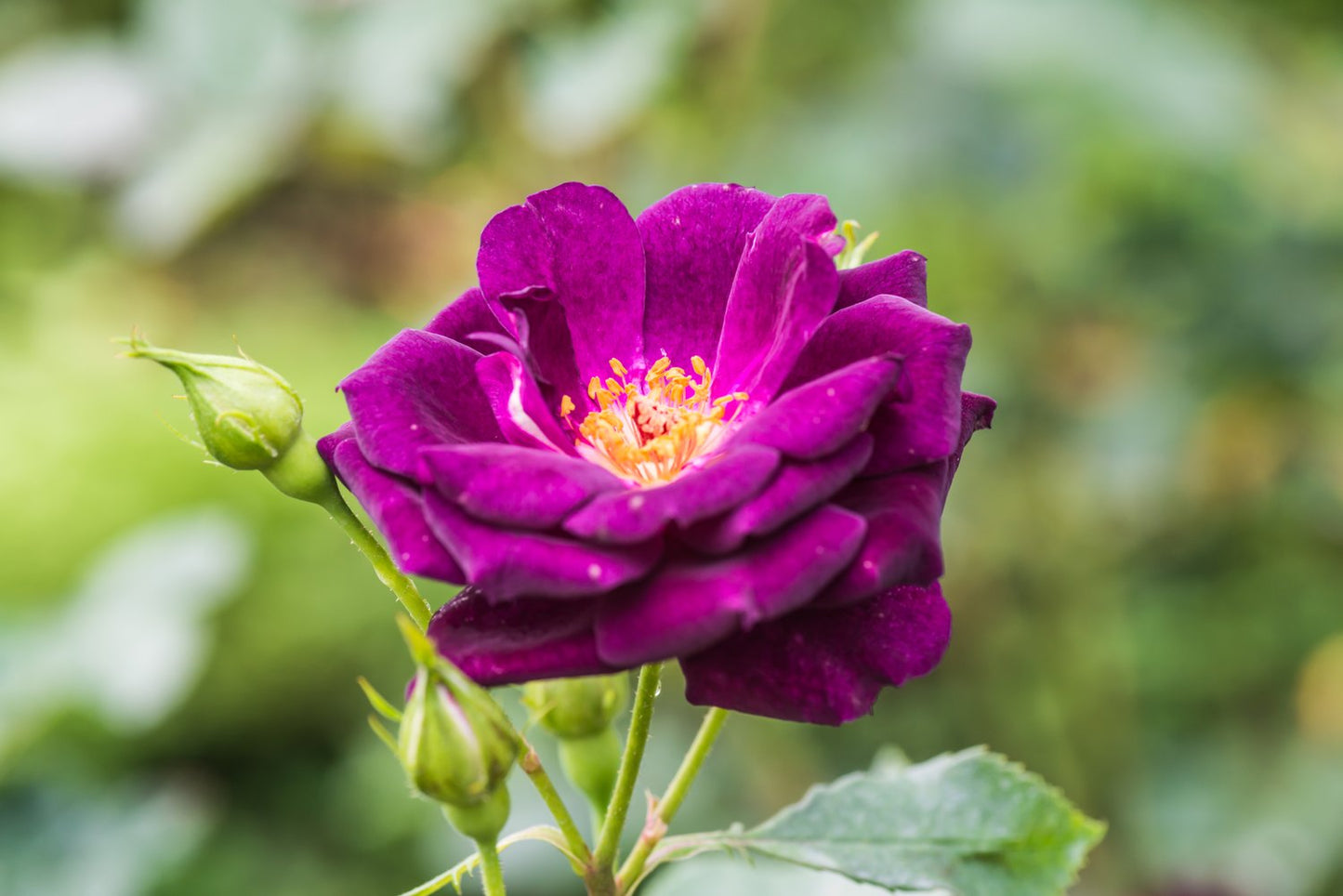 Rosa Midnight Blue
