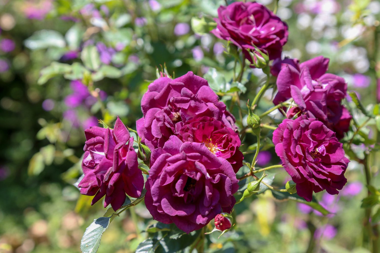 Rosa Midnight Blue