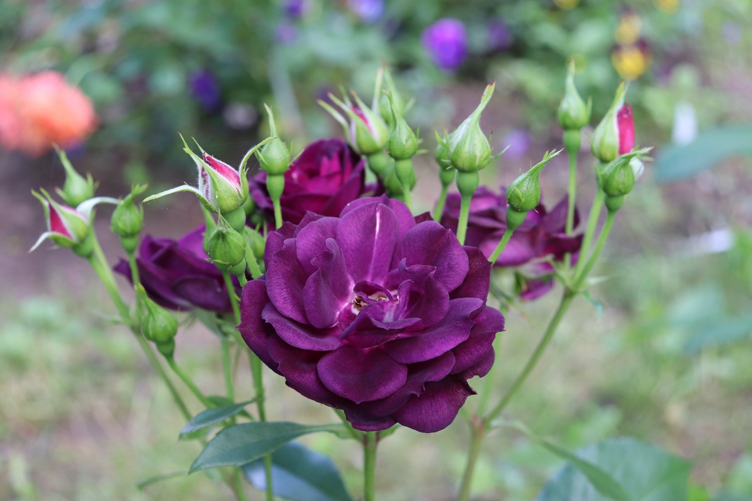 Rosa Midnight Blue
