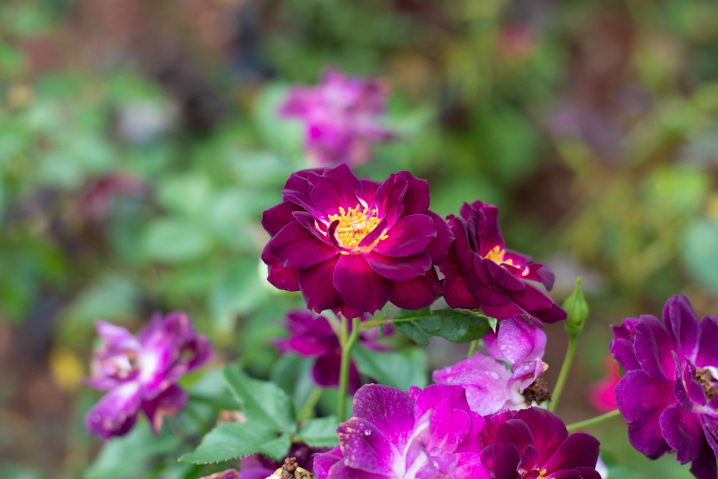 Rosa Midnight Blue