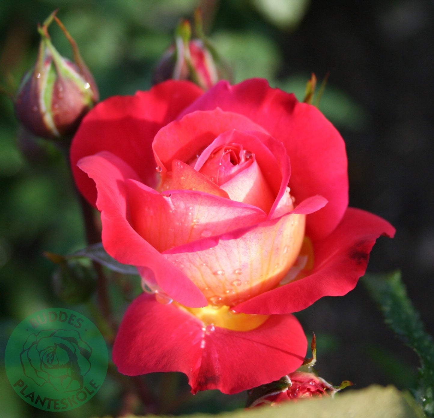 Rosa MIDSUMMER