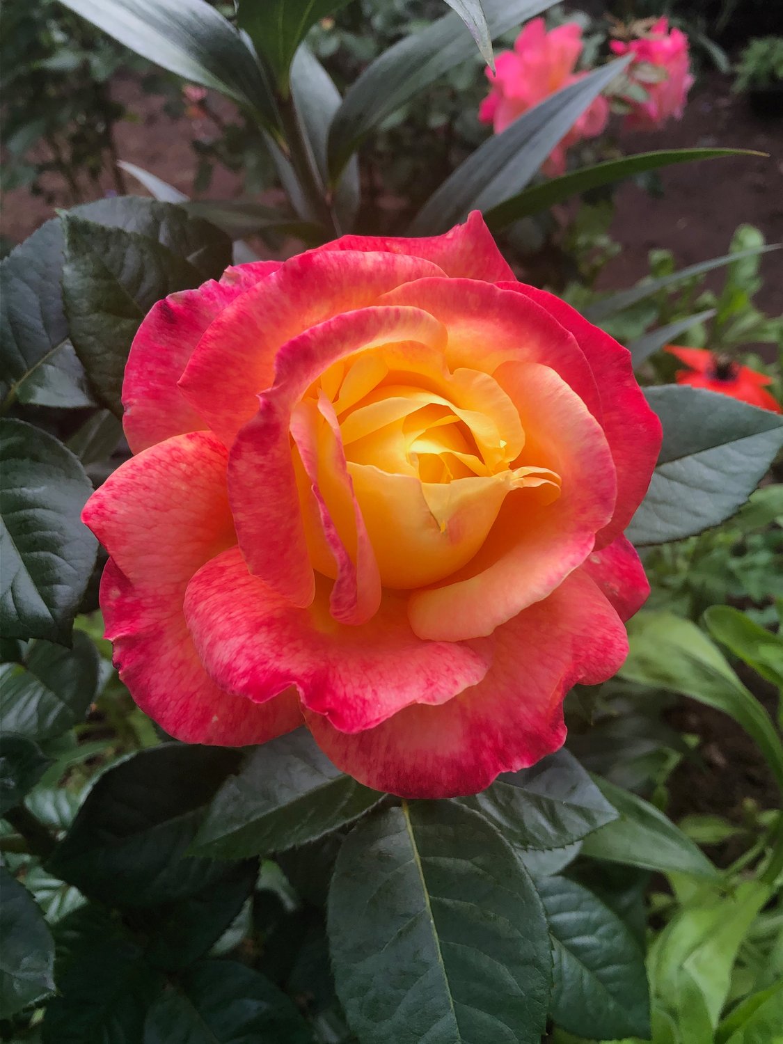 Rosa MIDSUMMER