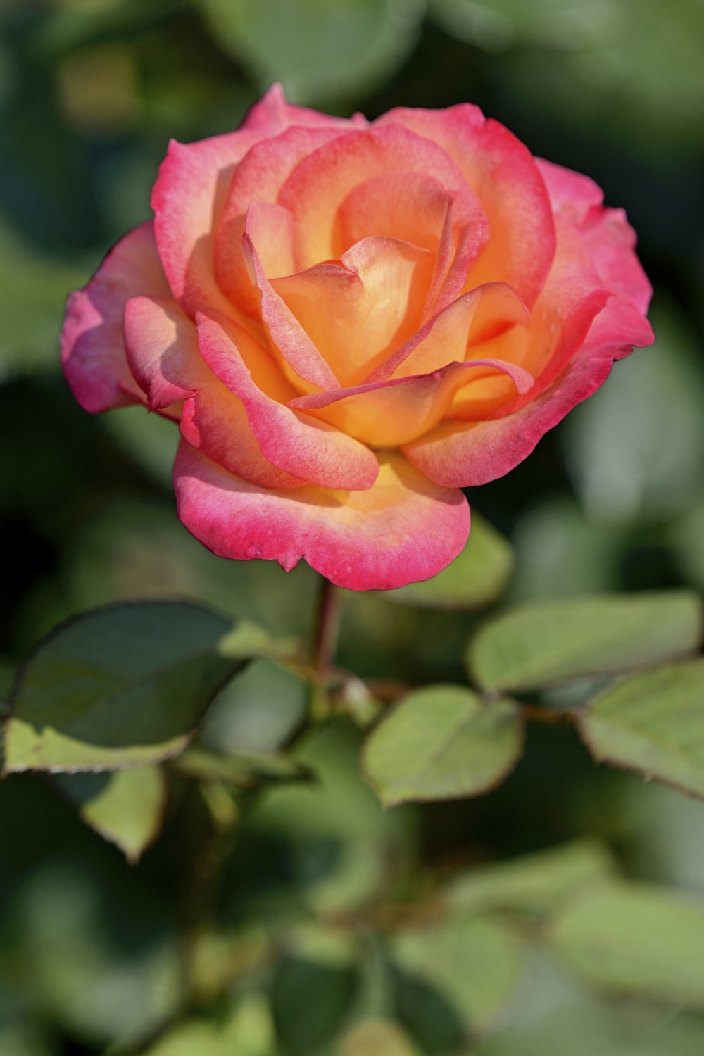 Rosa MIDSUMMER