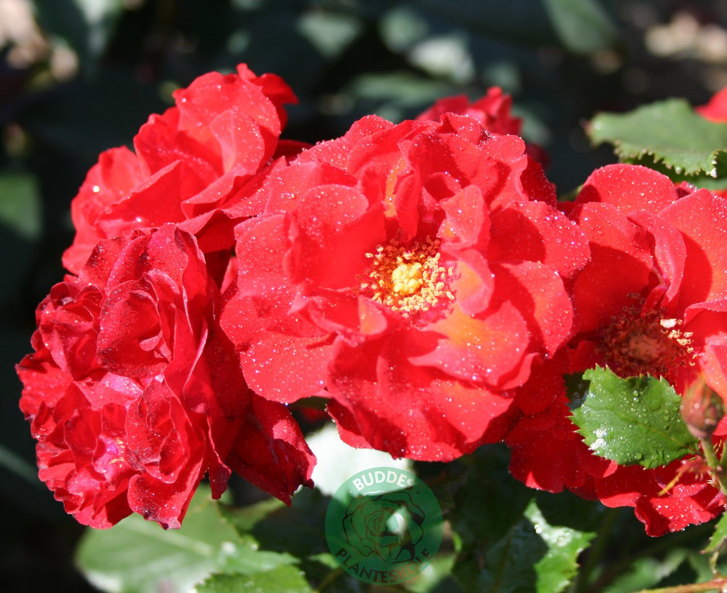 Rosa Molde