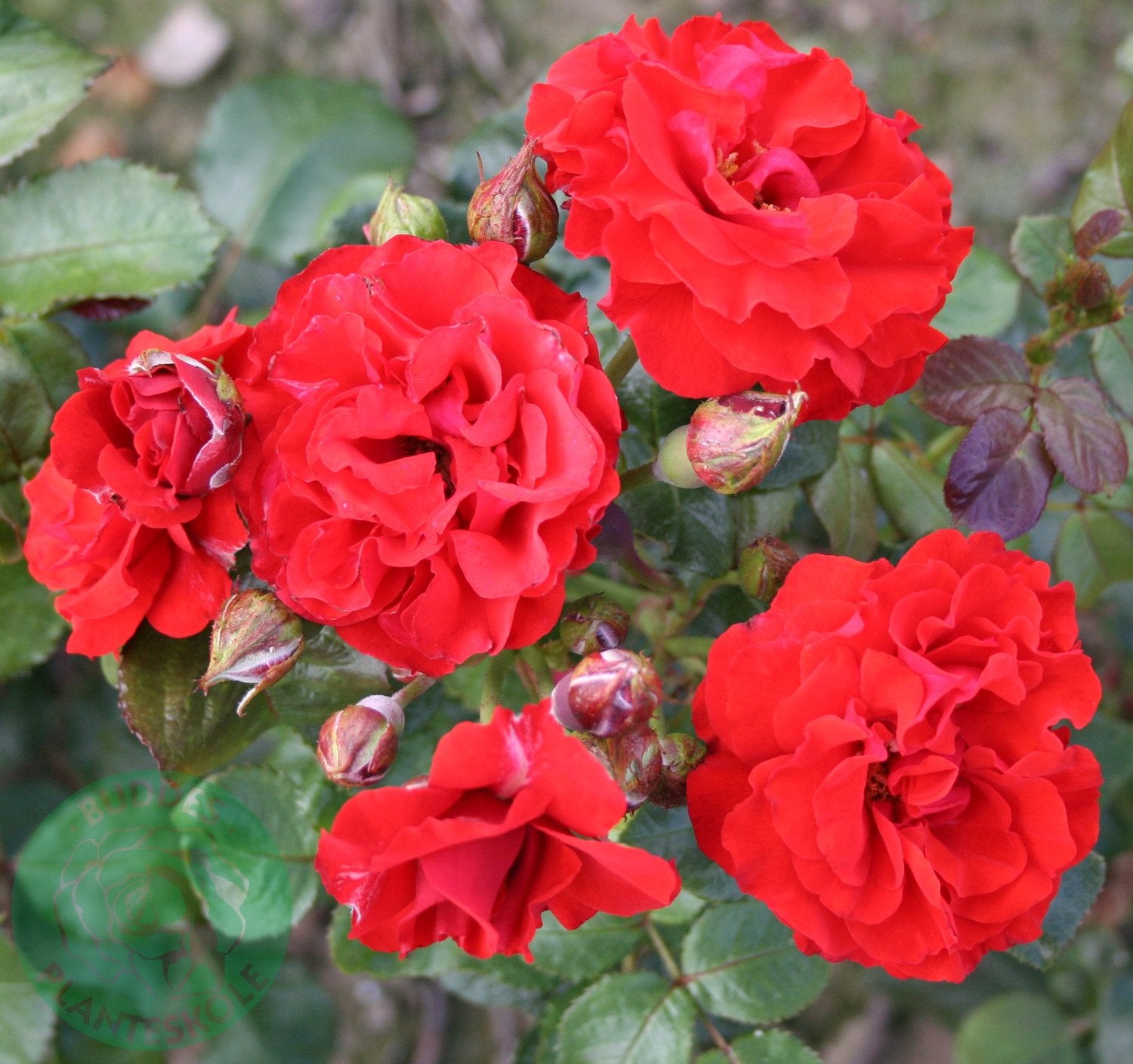 Rosa Molde