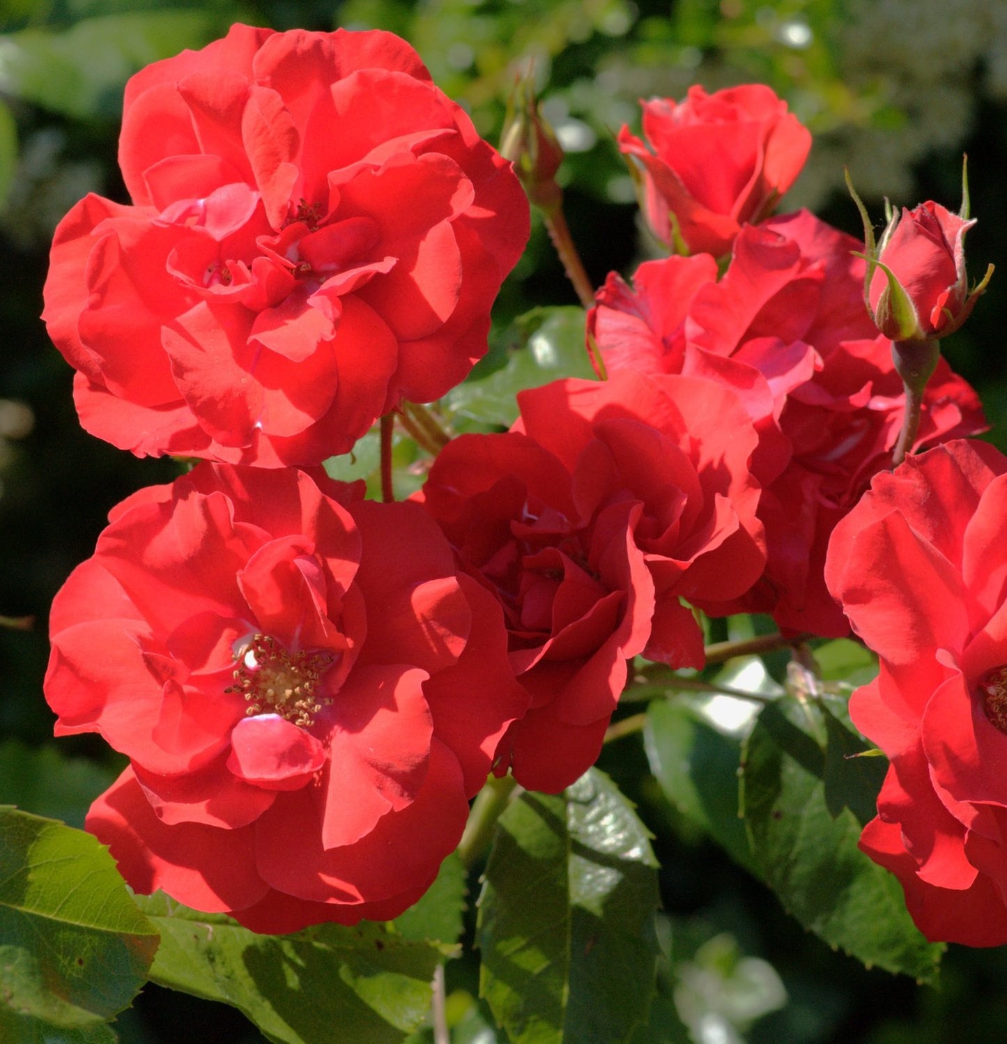 Rosa Molde