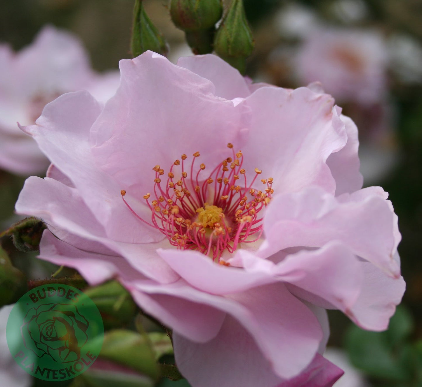 Rosa ODYSSEY