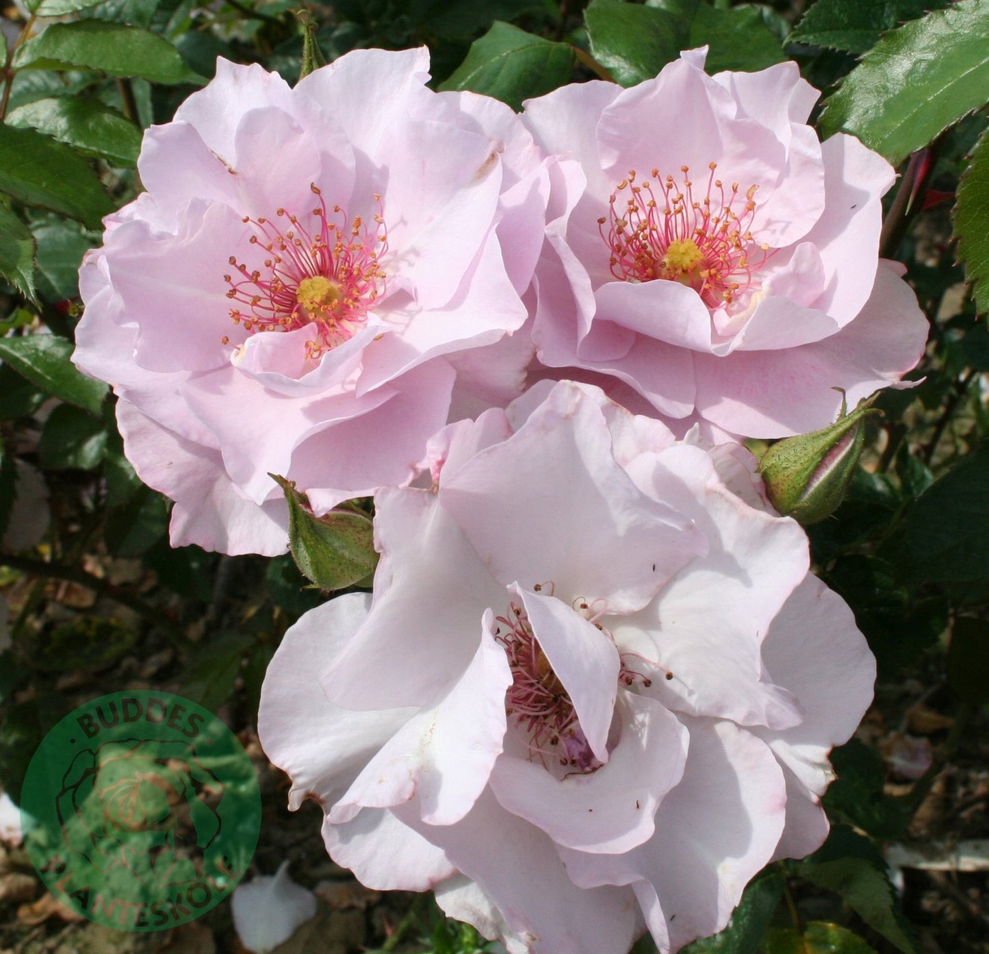 Rosa ODYSSEY