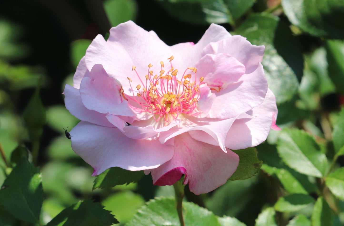 Rosa ODYSSEY