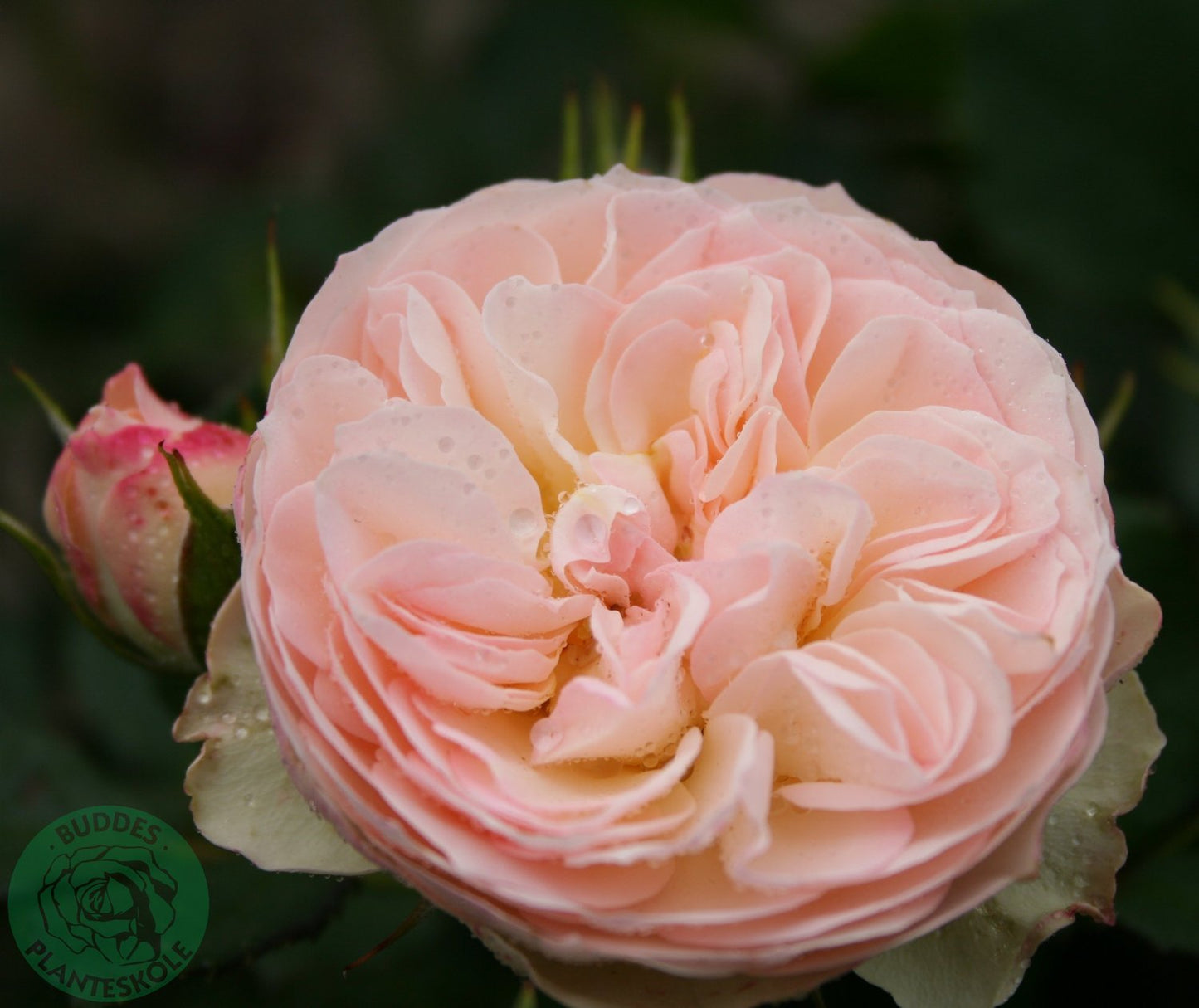 Rosa Pastella