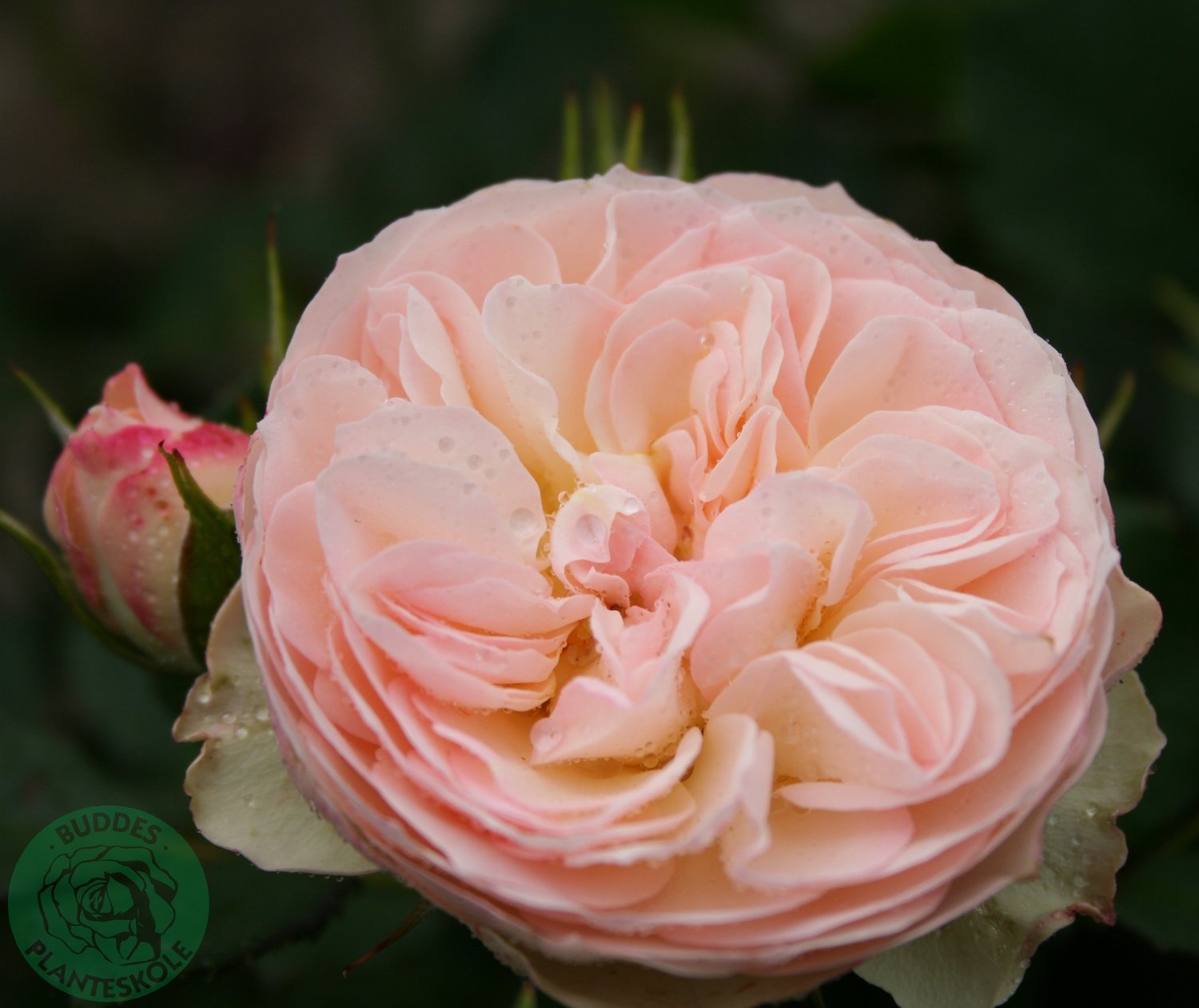 Rosa Pastella