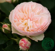 Rosa Pastella