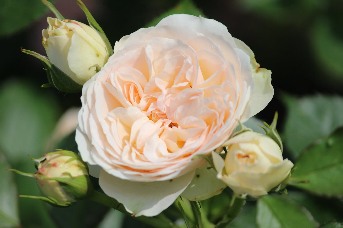 Rosa Pastella