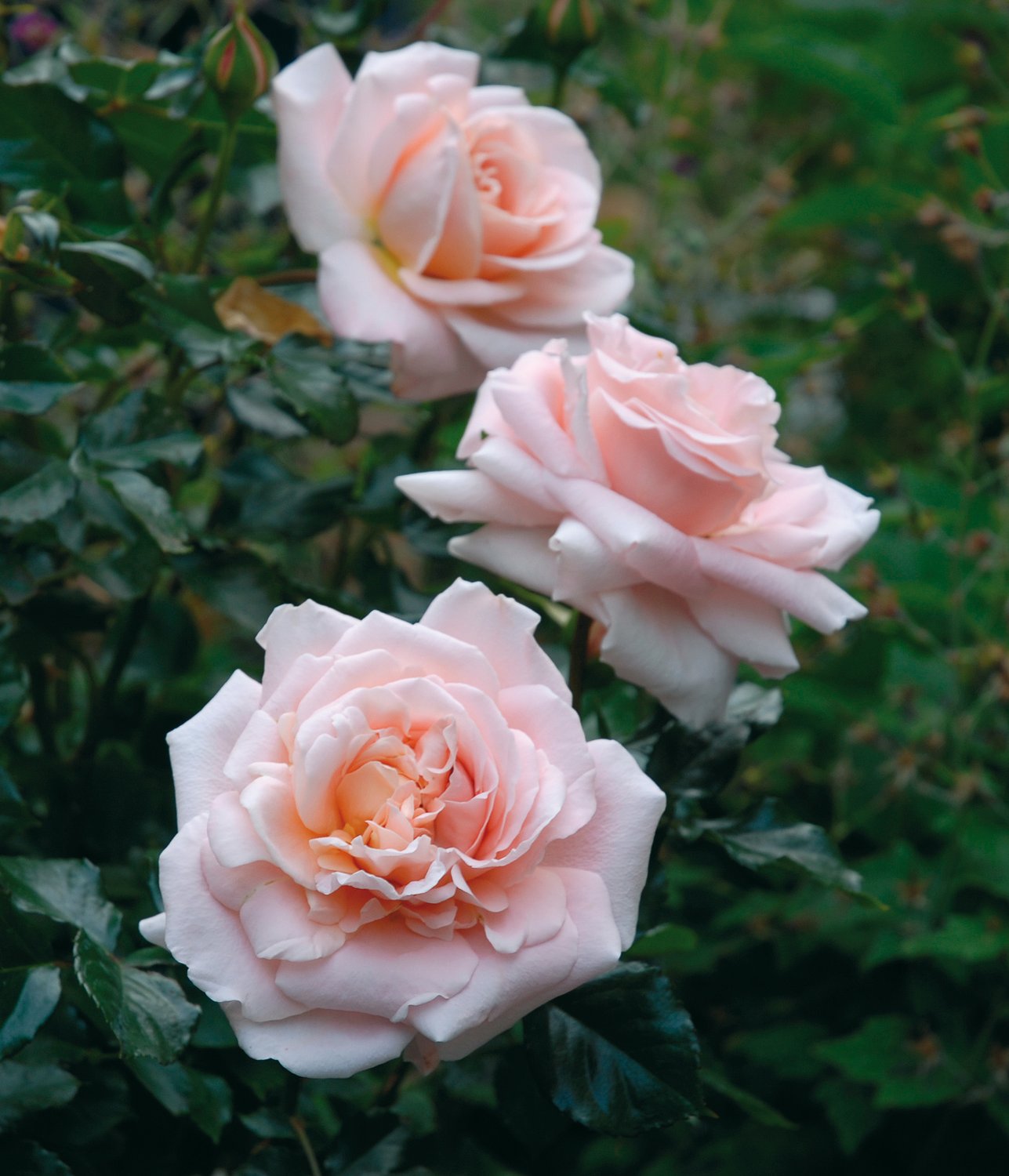 Rosa Kalmar