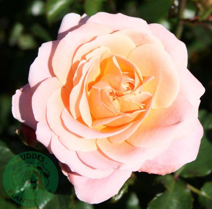 Rosa Kalmar