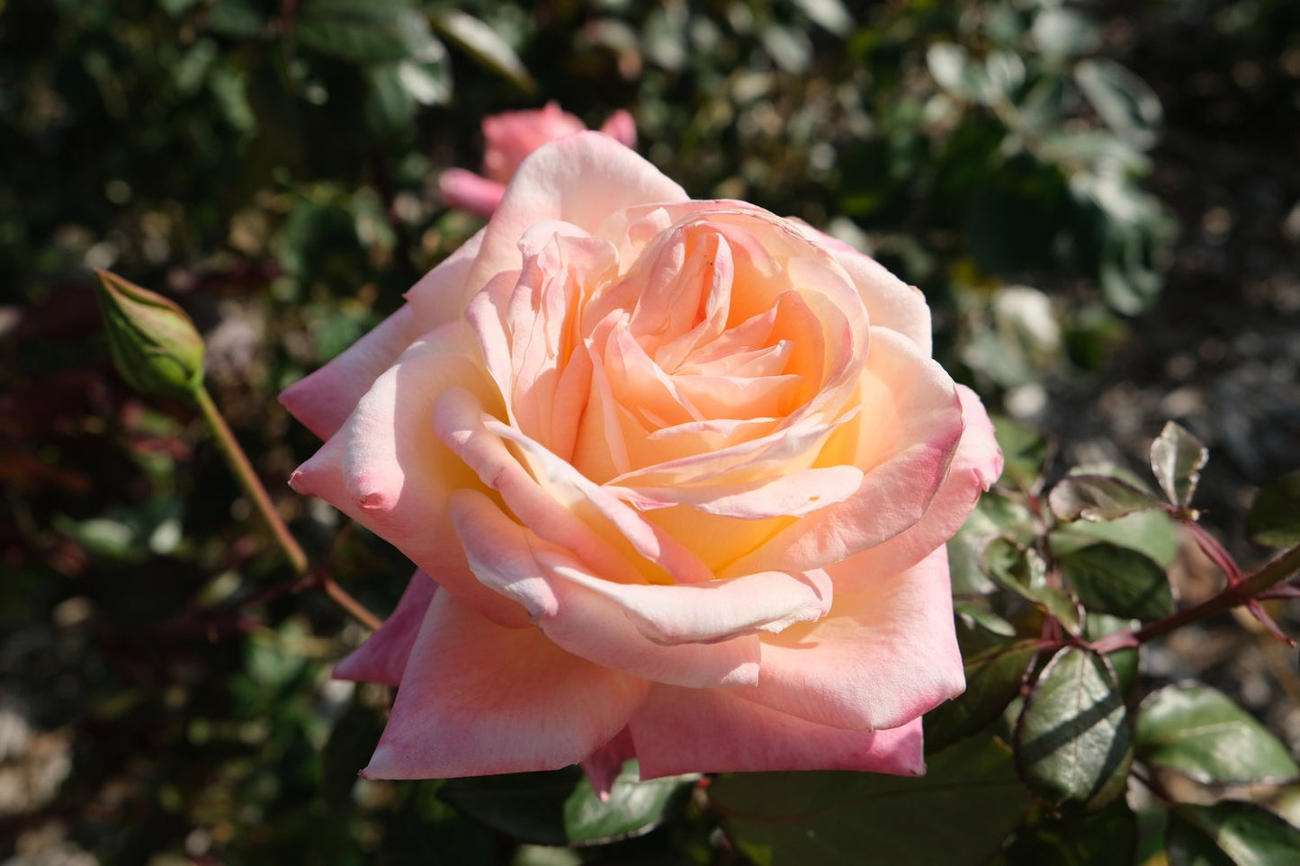 Rosa Kalmar