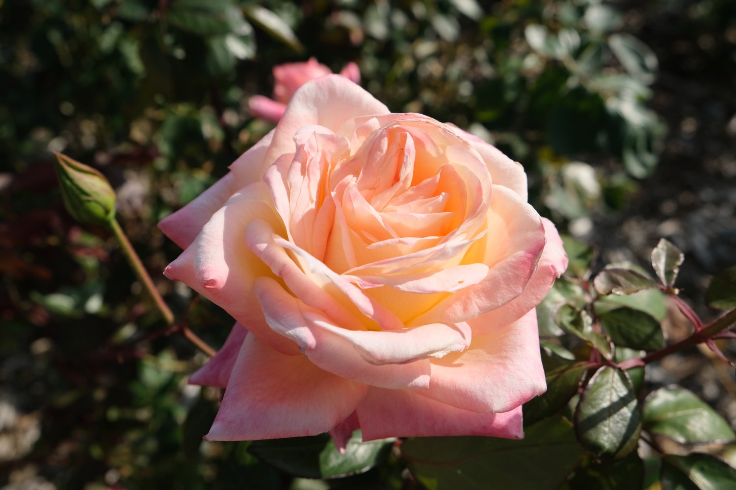 Rosa Kalmar