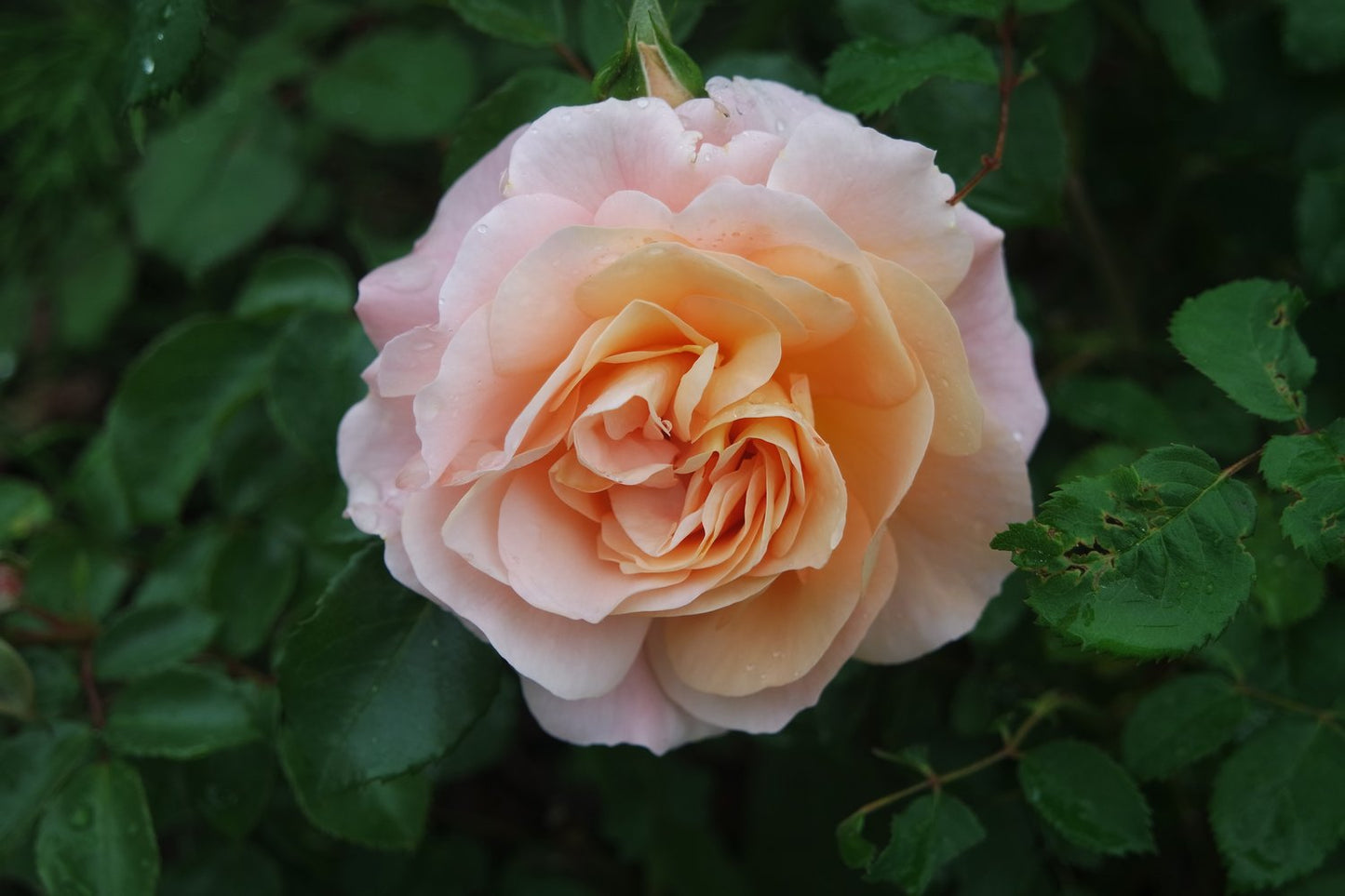 Rosa Kalmar