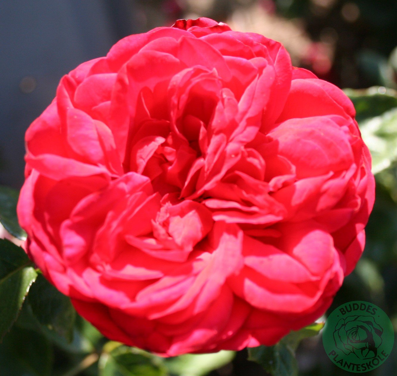 Rosa Piano
