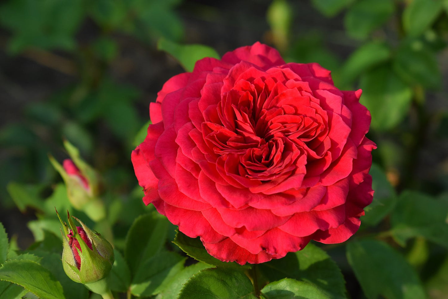Rosa Piano