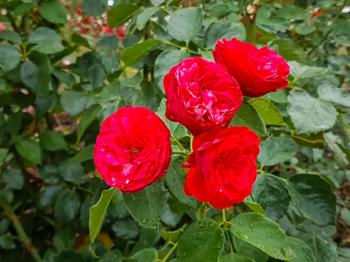 Rosa Piano