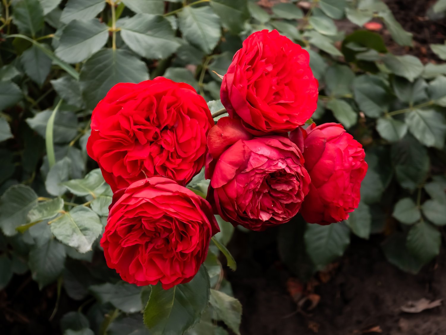 Rosa Piano