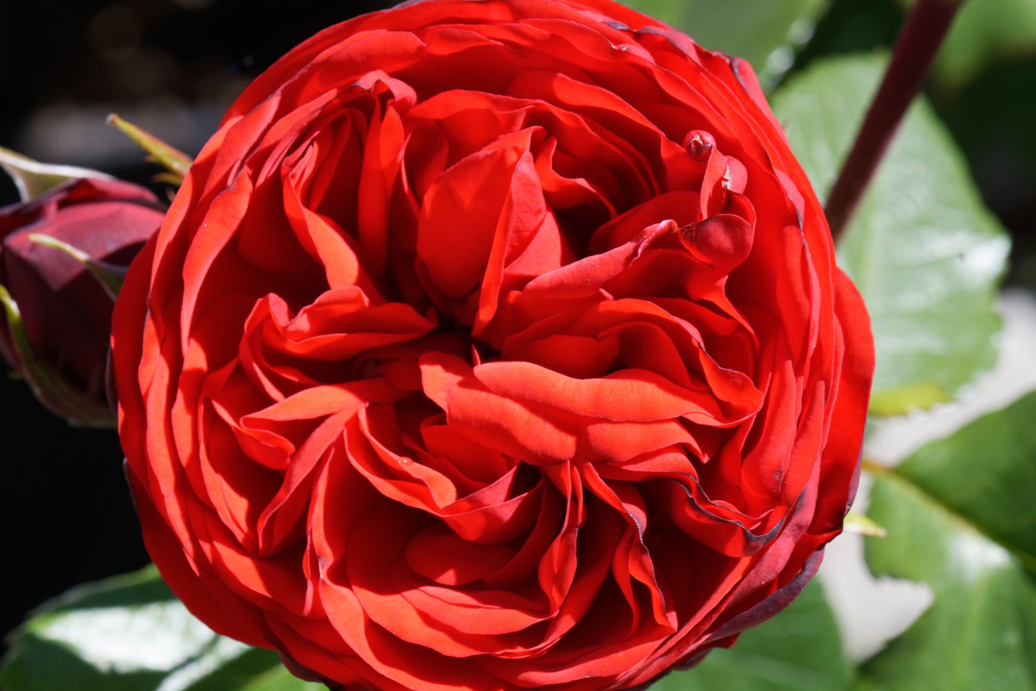 Rosa Piano