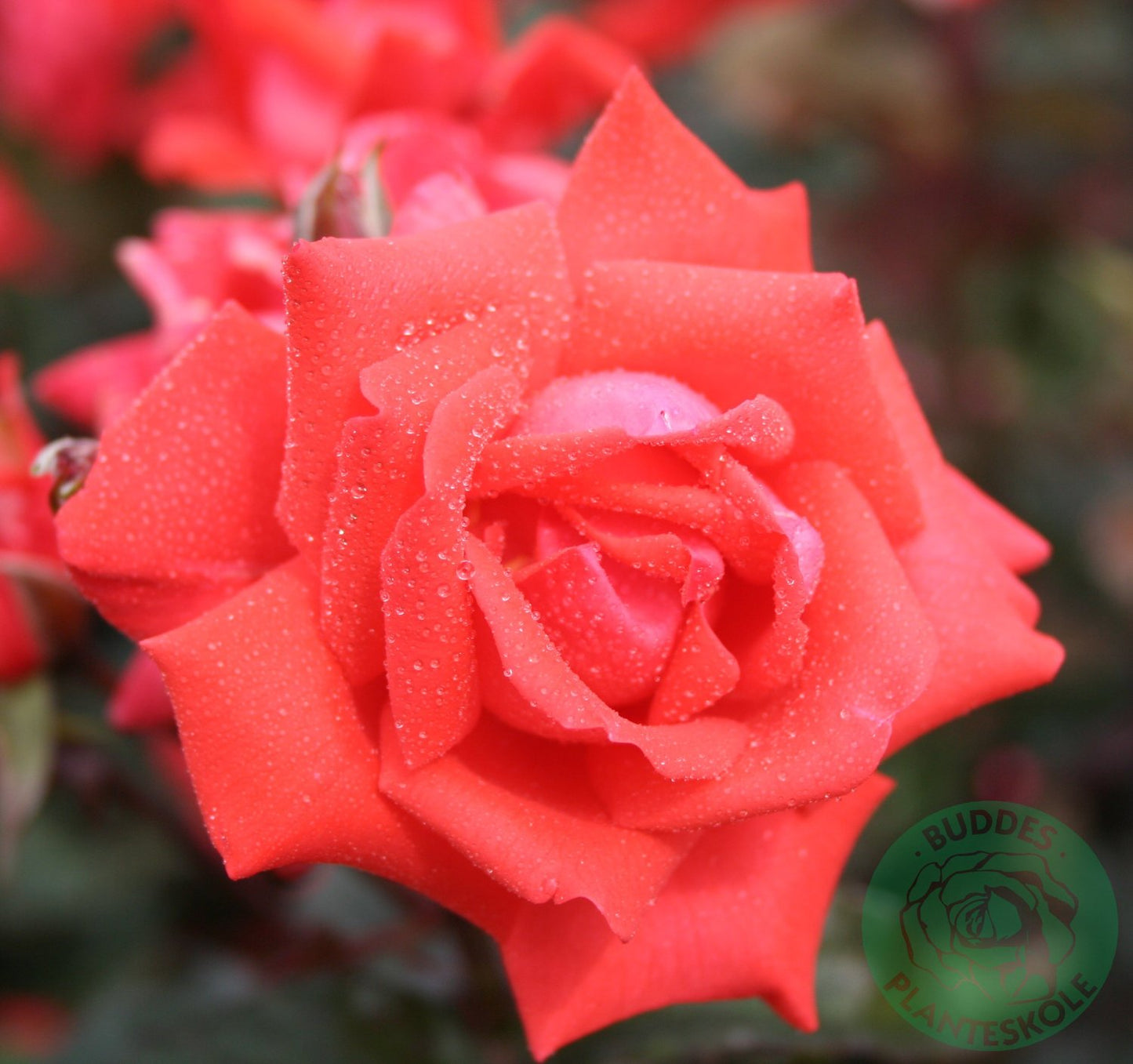 Rosa Piccolo
