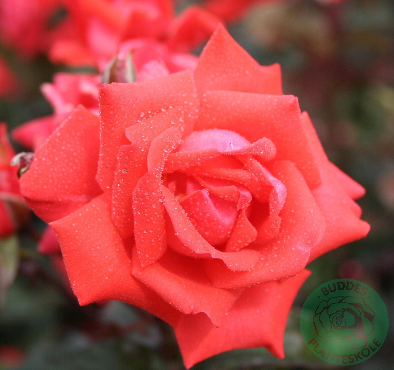 Rosa Piccolo
