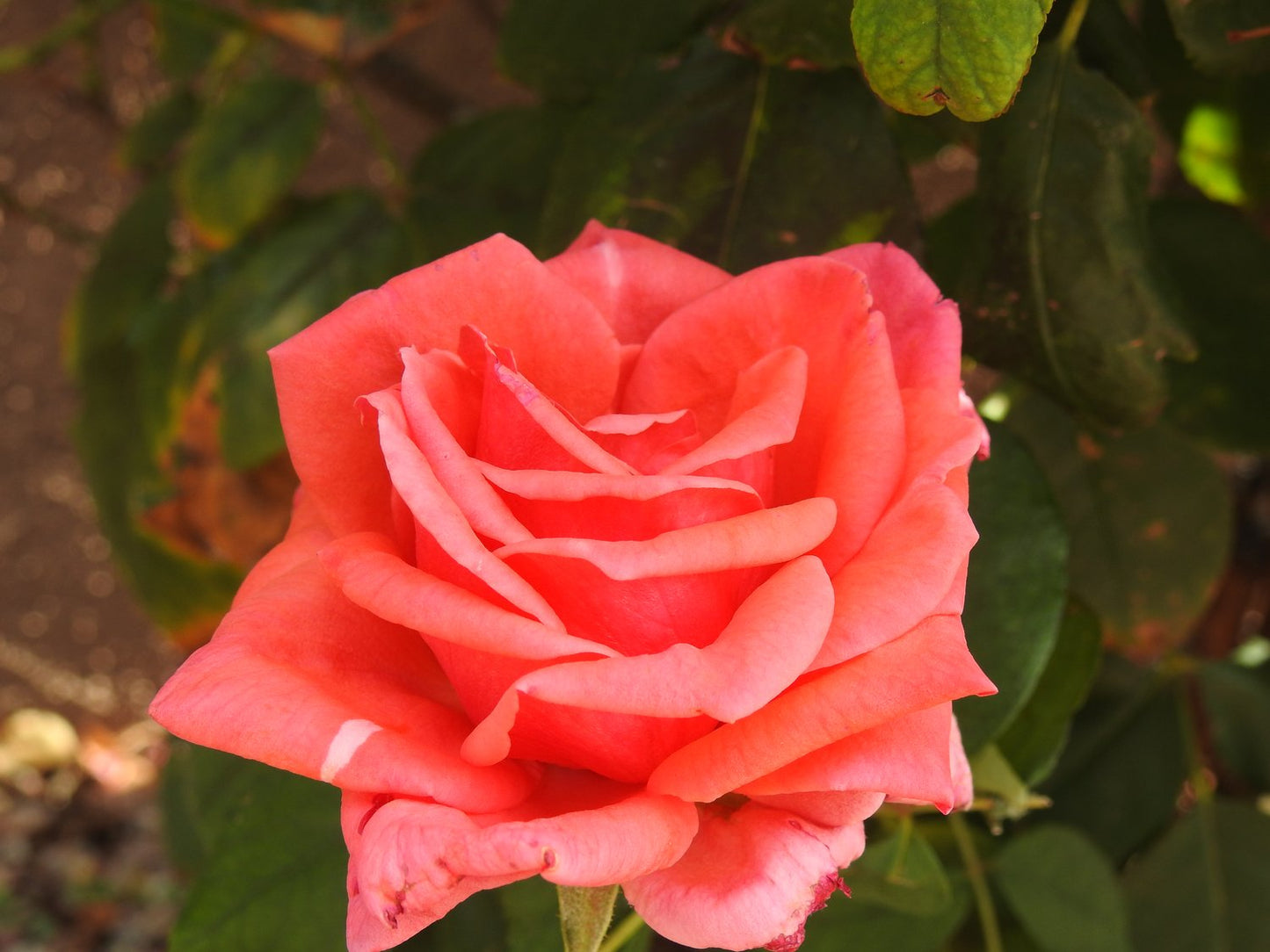 Rosa Piccolo