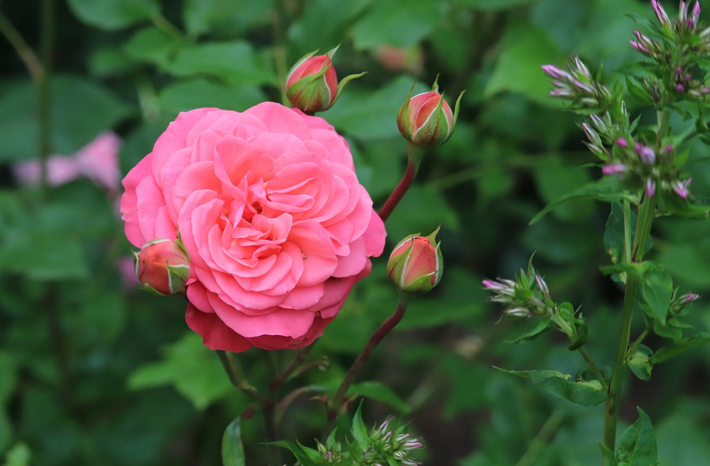 Rosa Schackenborg