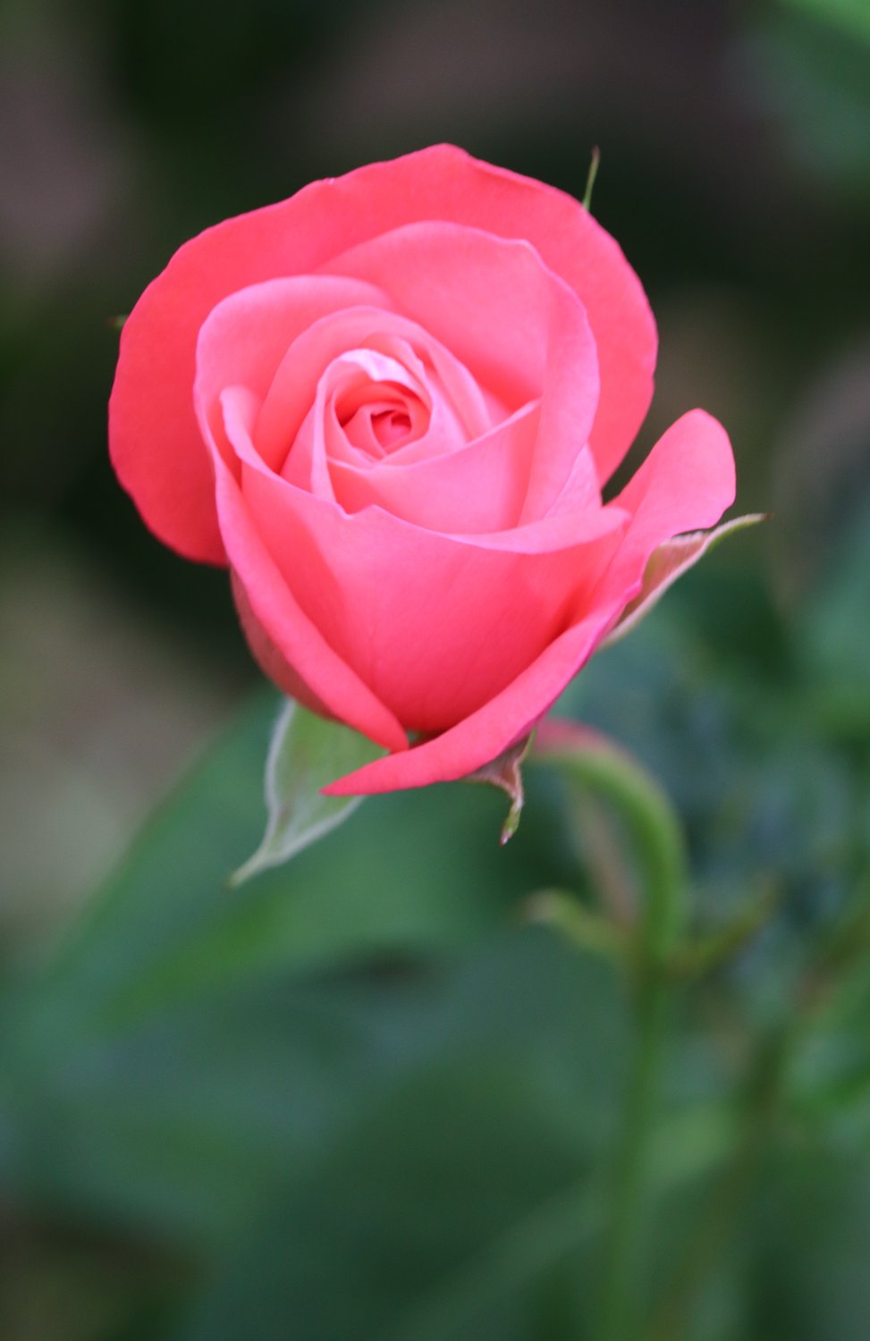 Rosa Schackenborg