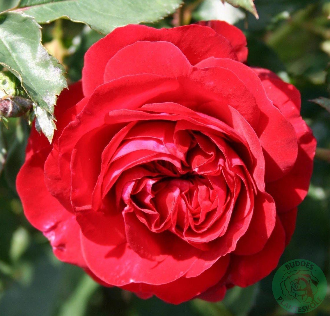 Rosa Kronborg