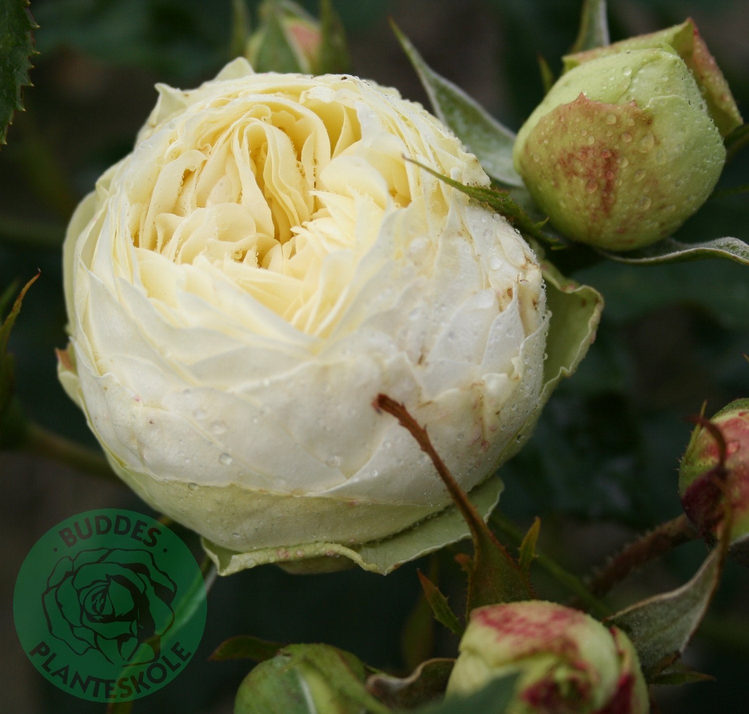 Rosa Wedding Piano