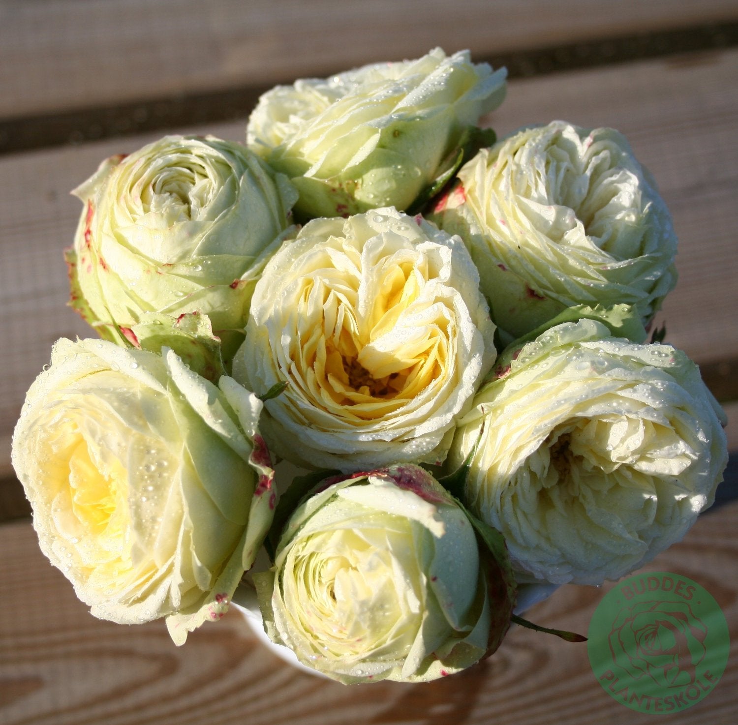 Rosa Wedding Piano