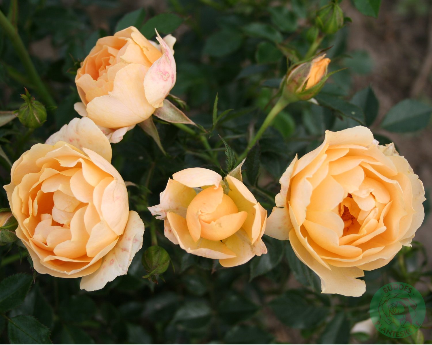 Rosa Amber Cover