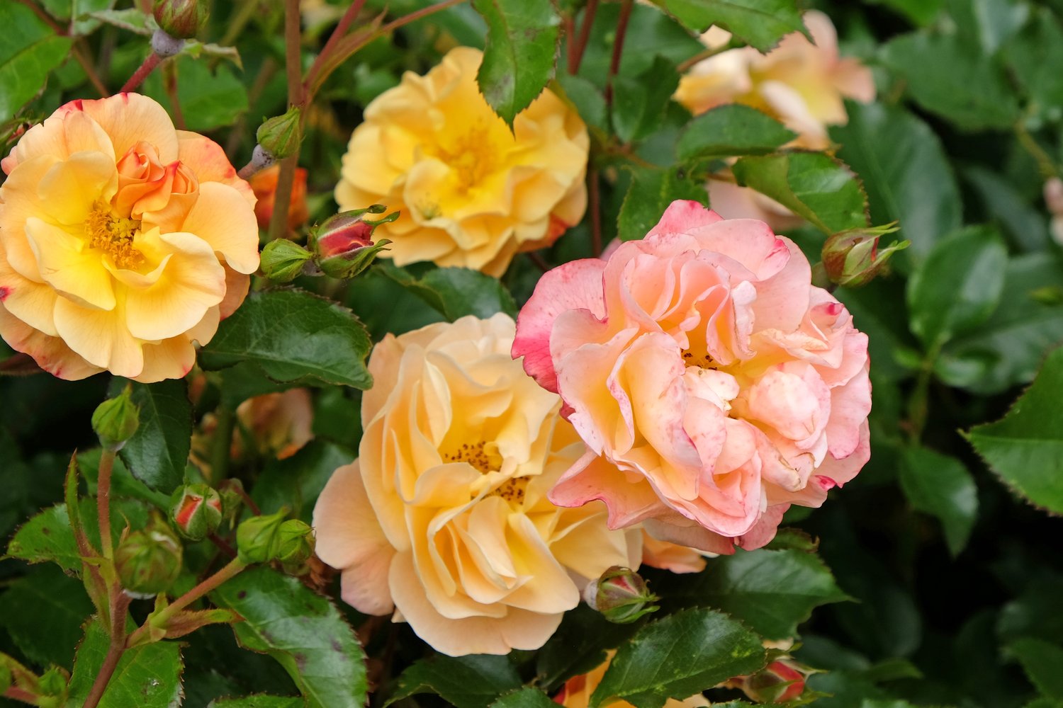 Rosa Amber Cover