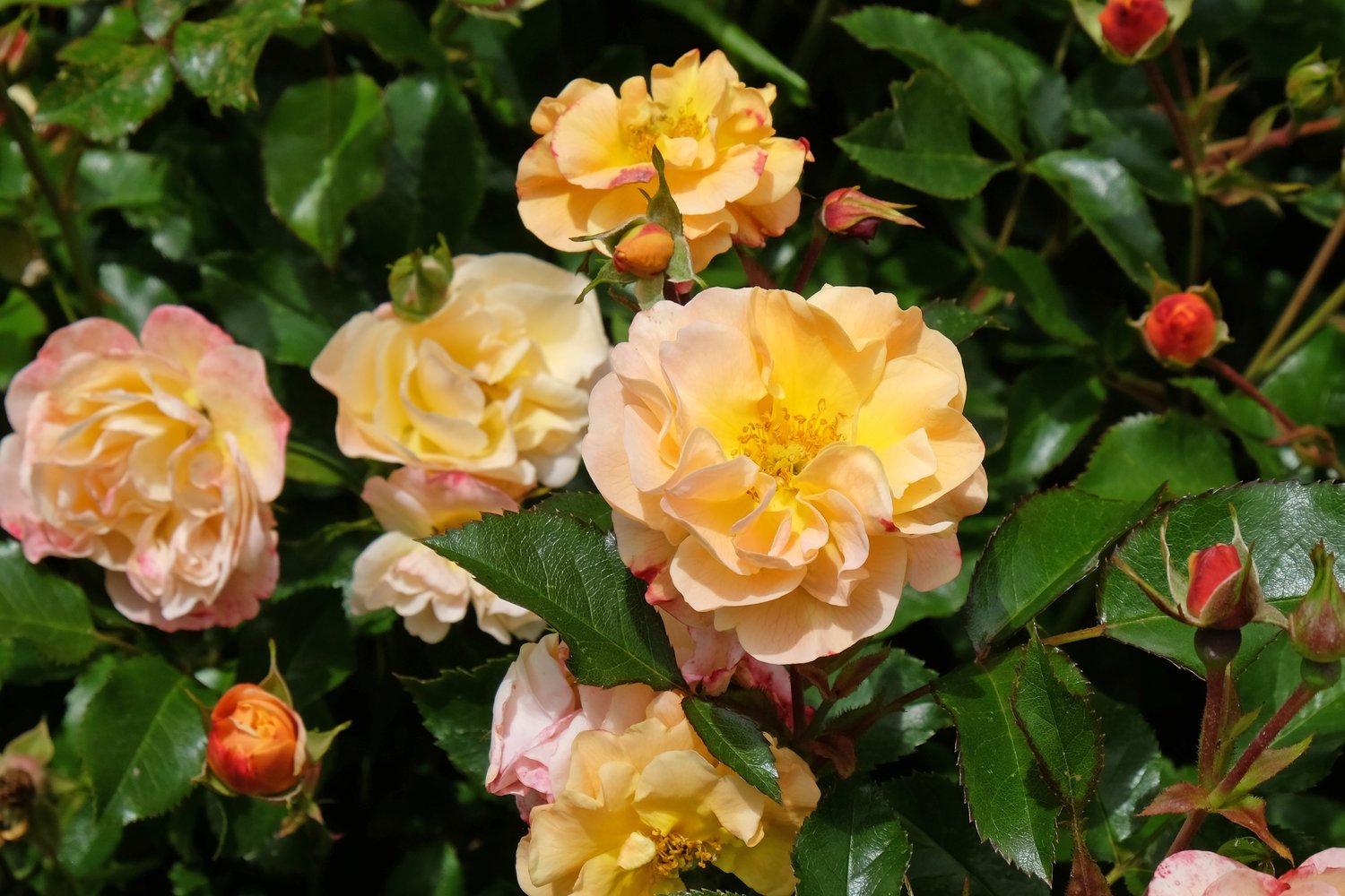 Rosa Amber Cover