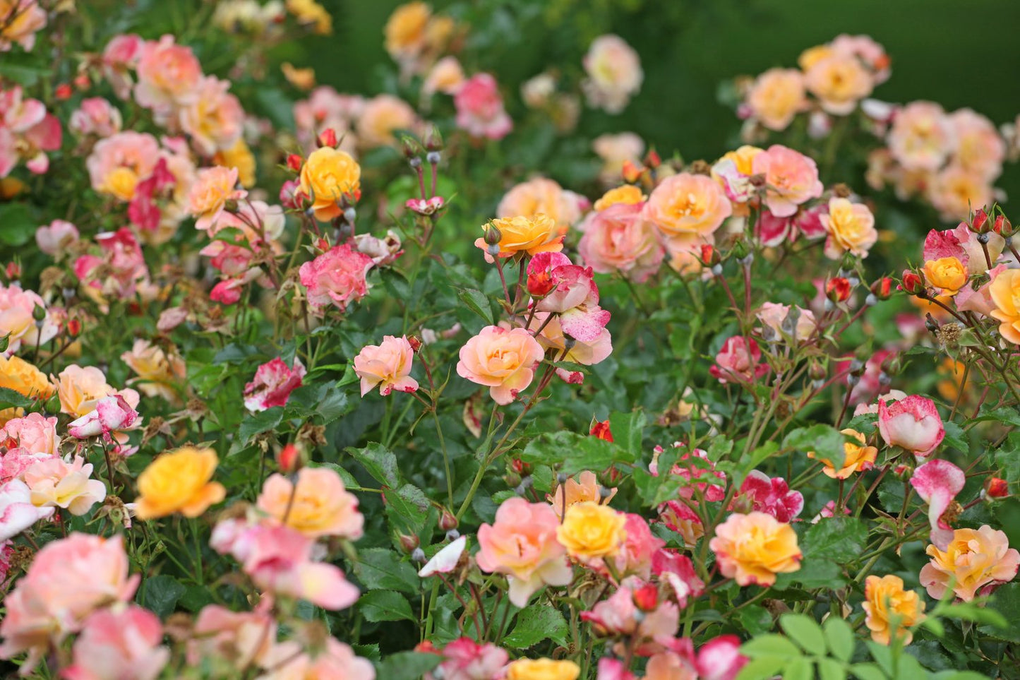 Rosa Amber Cover