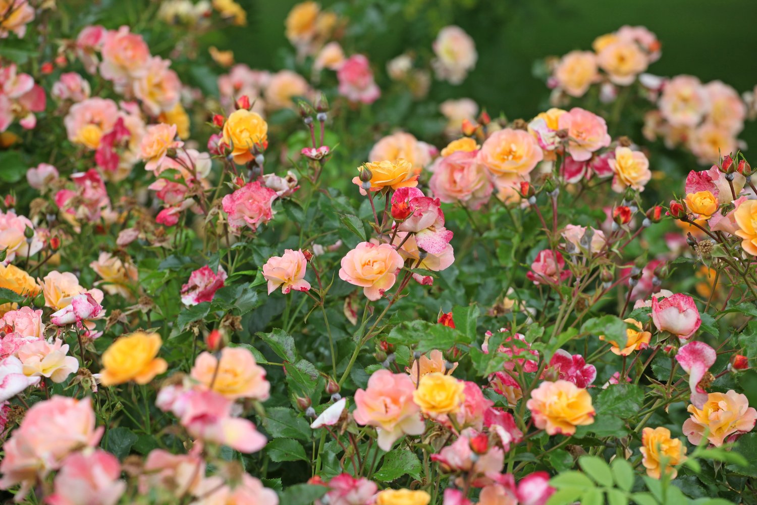 Rosa Amber Cover