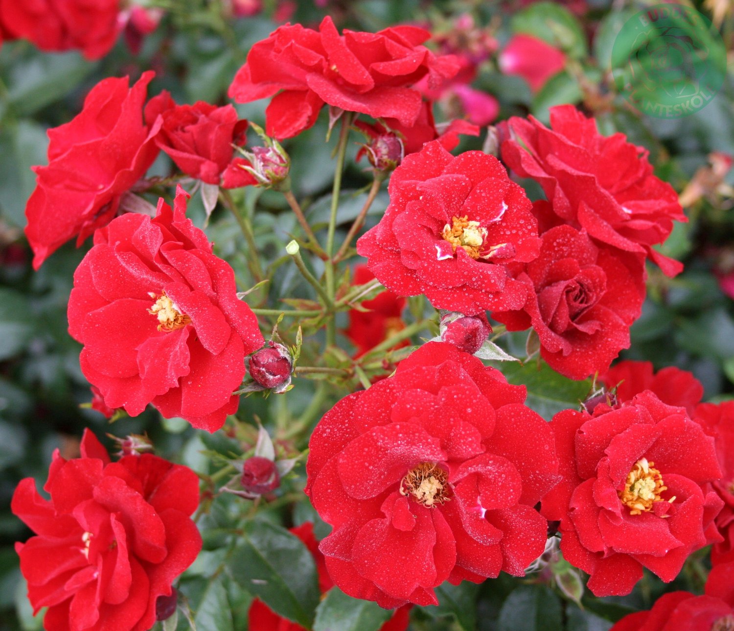 Rosa Austriana